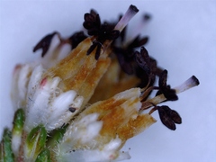 Erica stylaris