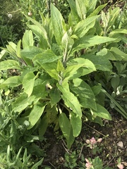 Digitalis purpurea