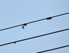 Tillandsia recurvata