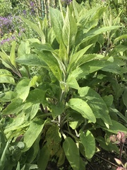 Digitalis purpurea