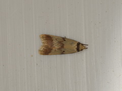 Heteroteucha anthodora