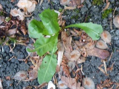 Hypochaeris radicata