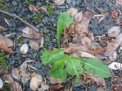 Hypochaeris radicata