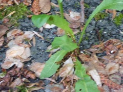 Hypochaeris radicata