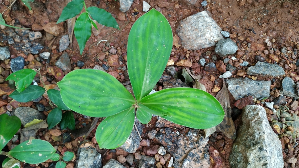 Chamaecostus cuspidatus; photograph (c) Firos AK, some rights reserved (CC BY)