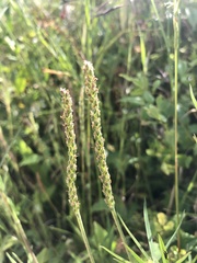 Plantago