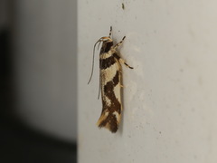 Macrobathra desmotoma