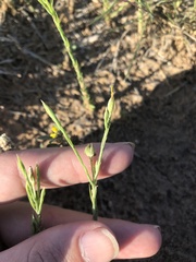 Linum hudsonioides