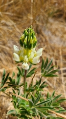 Lupinus densiflorus