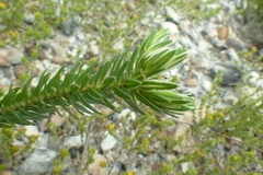 Euchaetis longibracteata