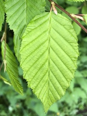 Carpinus betulus