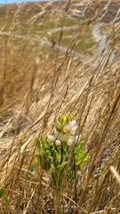 Lupinus densiflorus