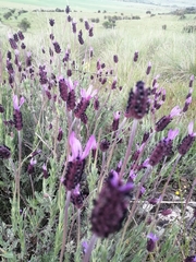 Lavandula pedunculata