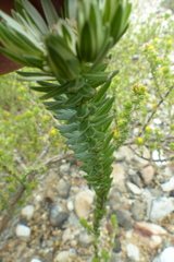 Euchaetis longibracteata