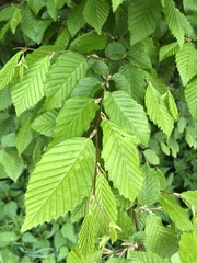 Carpinus betulus