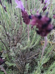 Lavandula pedunculata
