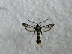 Synanthedon andrenaeformis