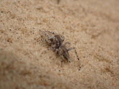 Yllenus arenarius