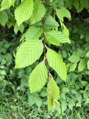 Carpinus betulus