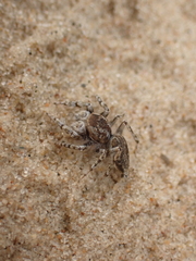 Yllenus arenarius