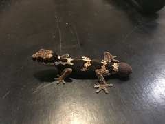 Pachydactylus rugosus