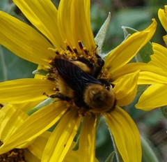 Bombus nevadensis
