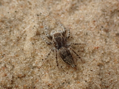 Yllenus arenarius