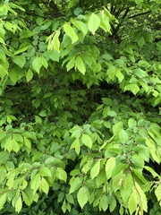 Carpinus betulus