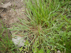 Alopecurus geniculatus