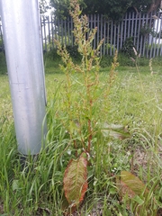 Rumex obtusifolius