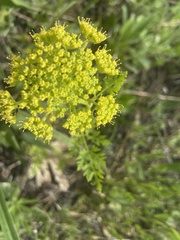 Polytaenia nuttallii