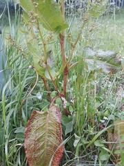 Rumex obtusifolius