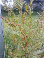 Rumex obtusifolius
