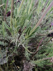 Lavandula pedunculata