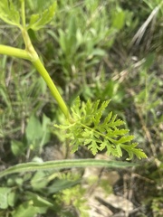 Polytaenia nuttallii