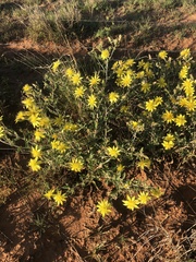 Mentzelia reverchonii