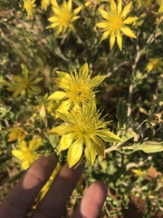 Mentzelia reverchonii