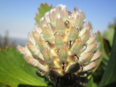 Leucospermum glabrum