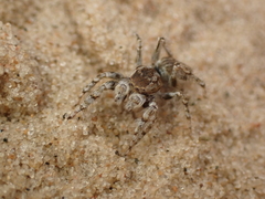 Yllenus arenarius