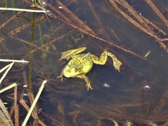 Pelophylax lessonae