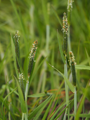 Alopecurus geniculatus