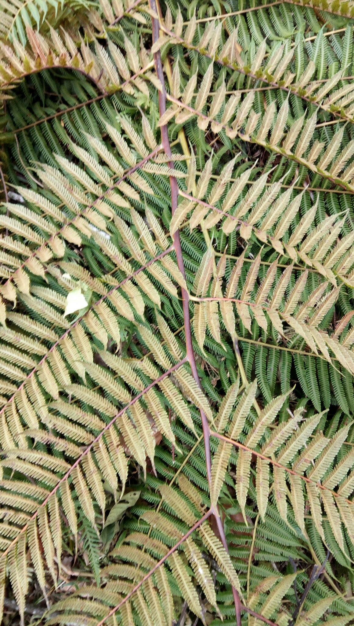Cyathea myosuroides