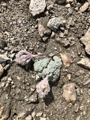 Oreonana vestita