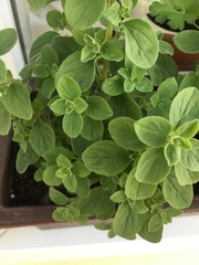 Origanum majorana