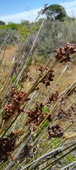 Juncus acutus