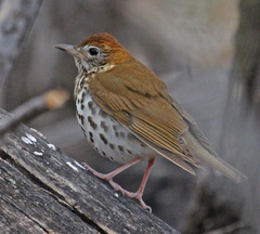 Wood Thrush photo 5