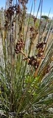 Juncus acutus