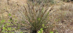 Juncus acutus