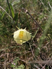 Narcissus bulbocodium