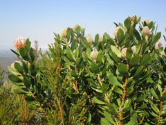 Leucospermum glabrum